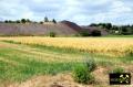 Halde der Hermannschächte bei Helfra nahe Eisleben in Sachsen-Anhalt, (D) (33) 28. Juni 2015.JPG